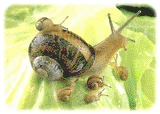 SNAIL FARM OF WARNANT