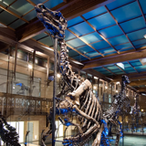 Museum of Natural Science