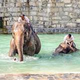 Pairi Daiza - the best zoo in Belgium 2014