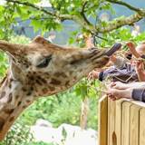 Pairi Daiza - the best zoo in Belgium 2014