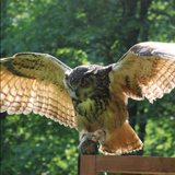 Musée et Château Fort de Logne