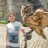 Bouillon Fortress, its exhibition and its Birds of Prey Show