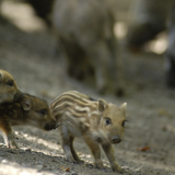 Domain of the Caves of Han - PrehistoHan