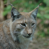 The Game Park of La Roche-en-Ardennes