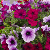 Soulme, un des Plus Beaux Villages de Wallonie