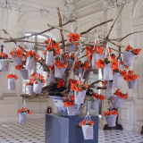 <strong>27/04/2013>05/05/2013 ></strong> Féerie des Amaryllis et des orchidées