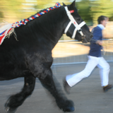 <strong>04/11/2012 ></strong>  Saint-Hubert Fair