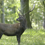 WEEKEND "DEER BELLING"