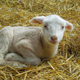 Acremont sheep farm: Belgian sheep farm and more!