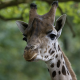 Pairi Daiza animal park getaway from €63pp at the Infotel in Mons