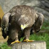 Become a knight or a princess, visit Bouillon Castle as a family