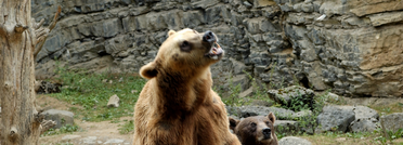 The Domaine of the Caves of Han - Wildlife Reserve