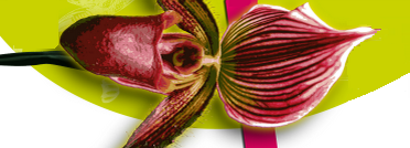 Les Mondes secrets de l'Orchidée - Exposition fleurie à la Grand Poste