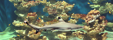 A day out with the children at the Liège Aquarium-Museum