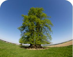 A few words on Wallonia